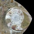 Fish-Shaped Fossil Goniatite Dish (Brown) - Stoneware #62454-1